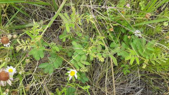 Image of <i>Mimosa rupertiana</i>