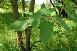 Image of Allegheny Serviceberry