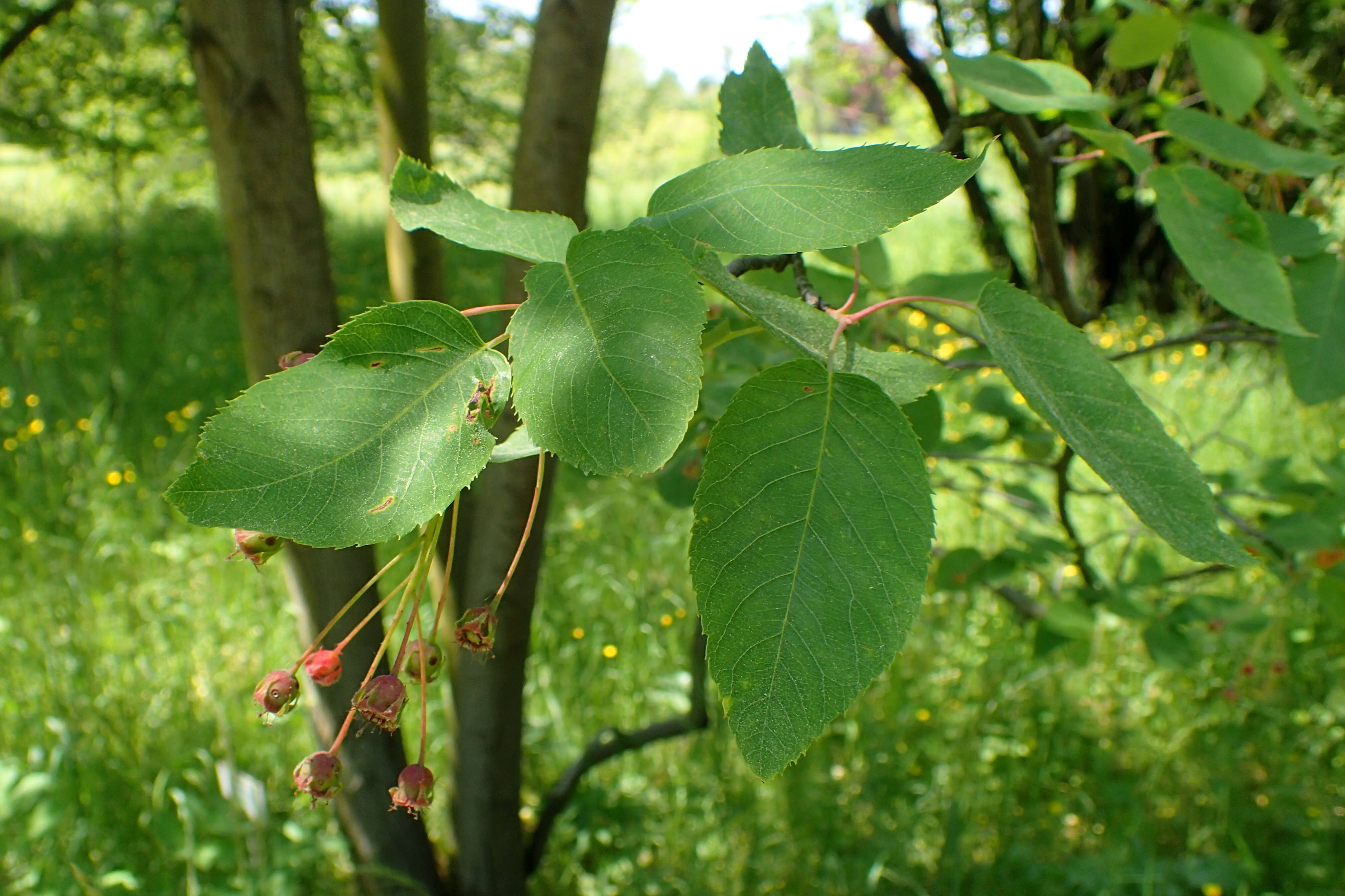 Image of Allegheny Serviceberry