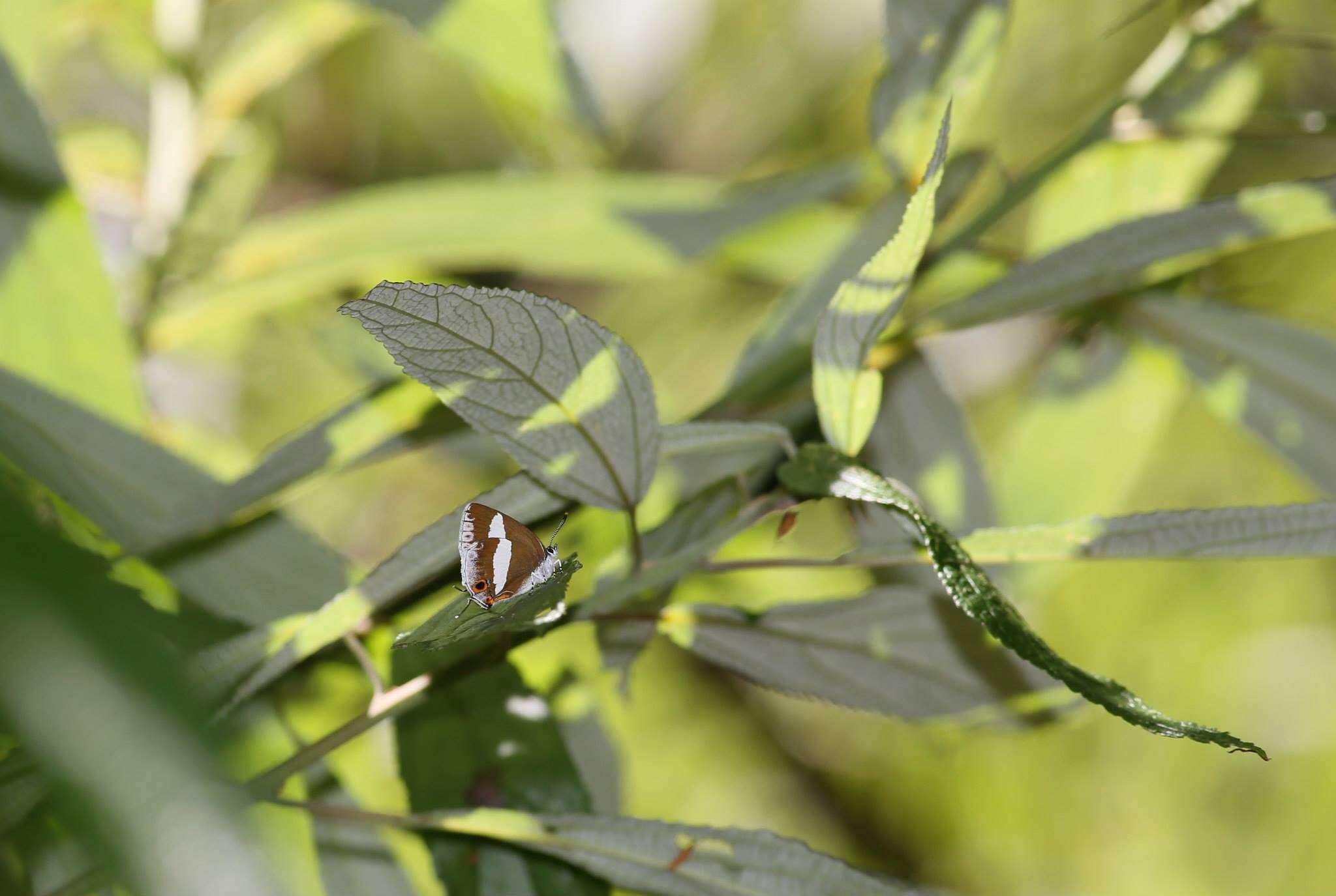 Euaspa milionia formosana Nomura 1931 resmi