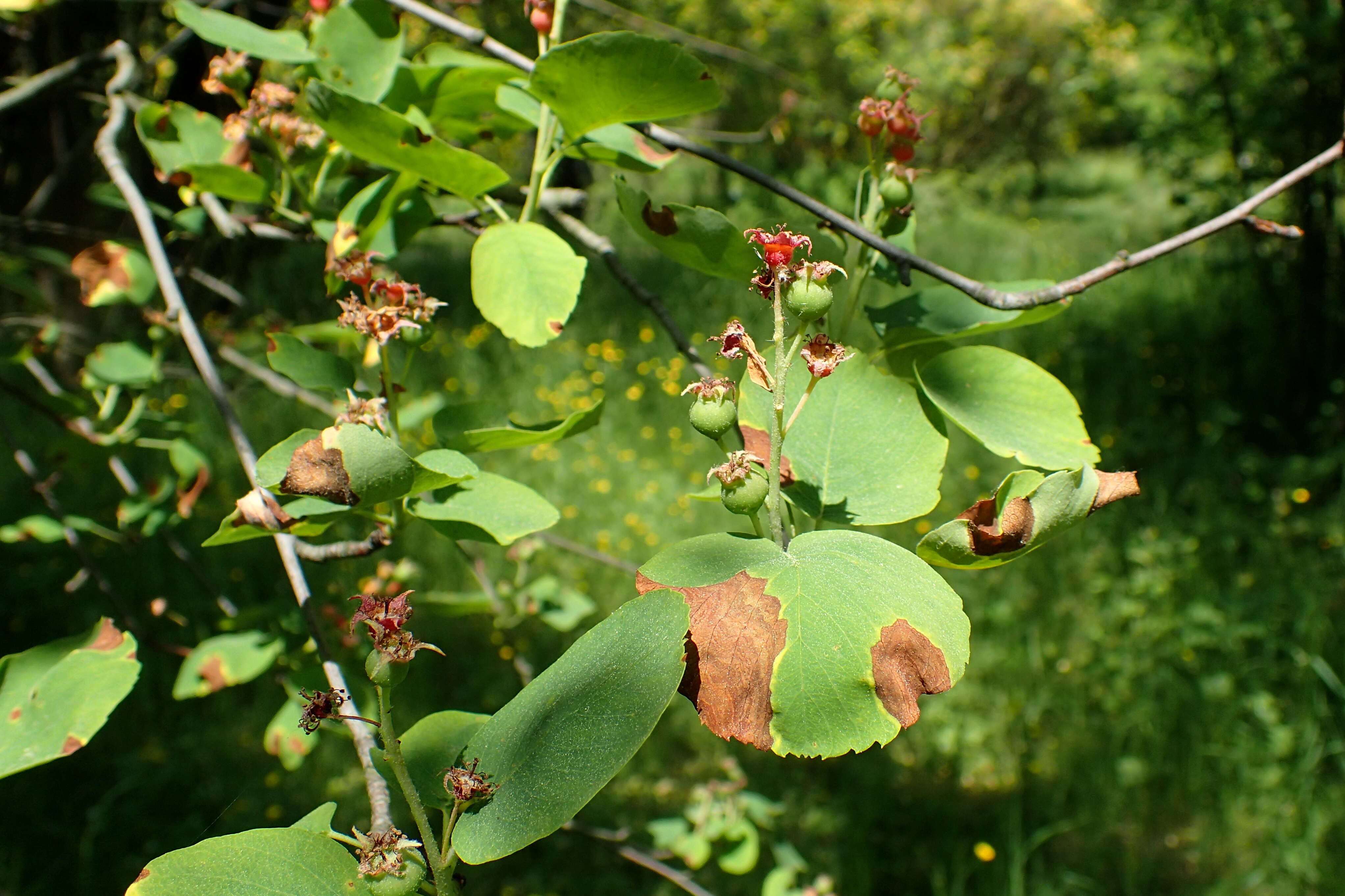 Слика од Amelanchier alnifolia (Nutt.) Nutt.