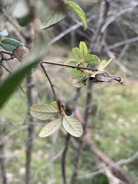 Image of Pomaderris brunnea N. A. Wakefield