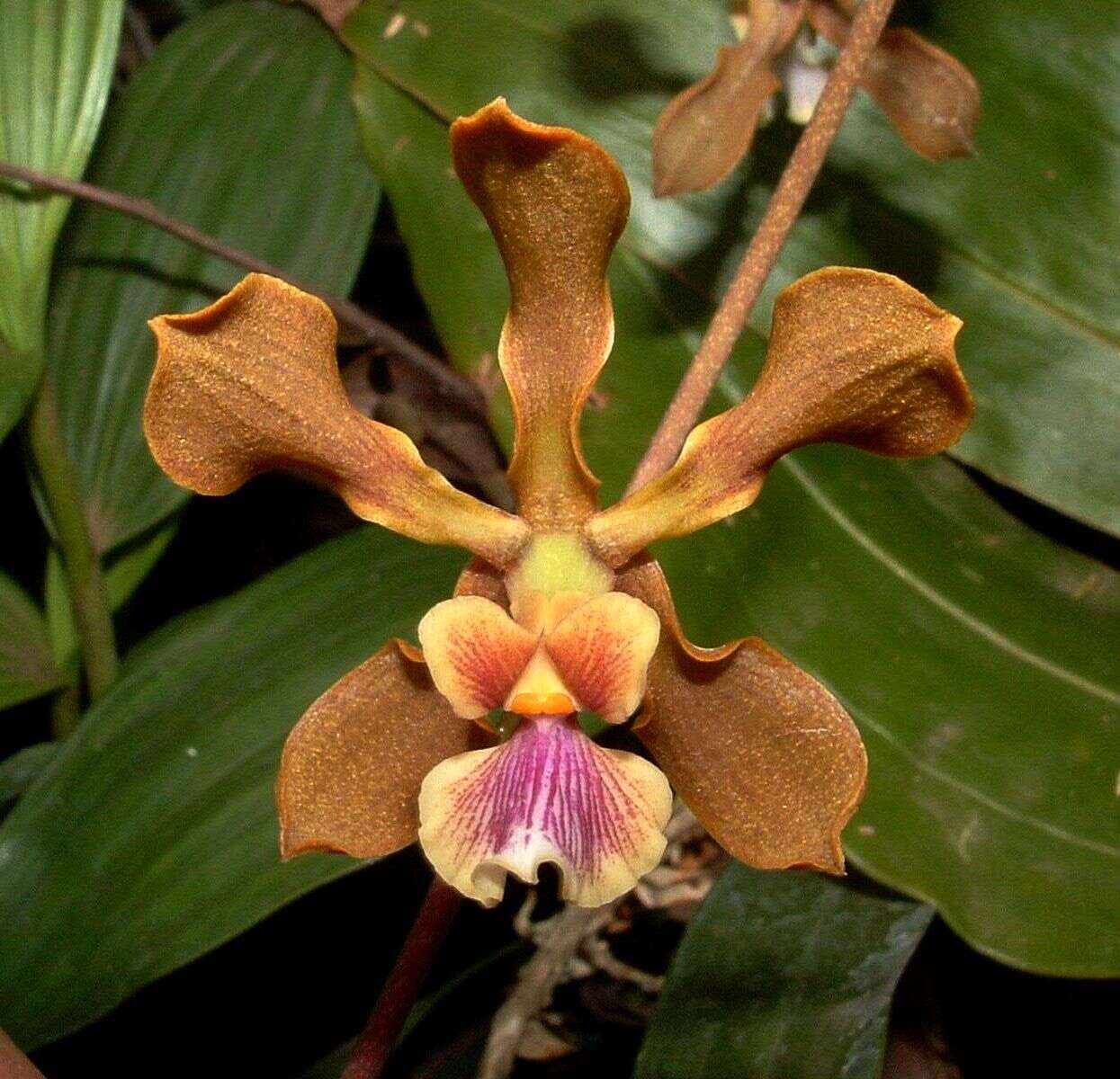 Слика од Encyclia diota (Lindl.) Schltr.