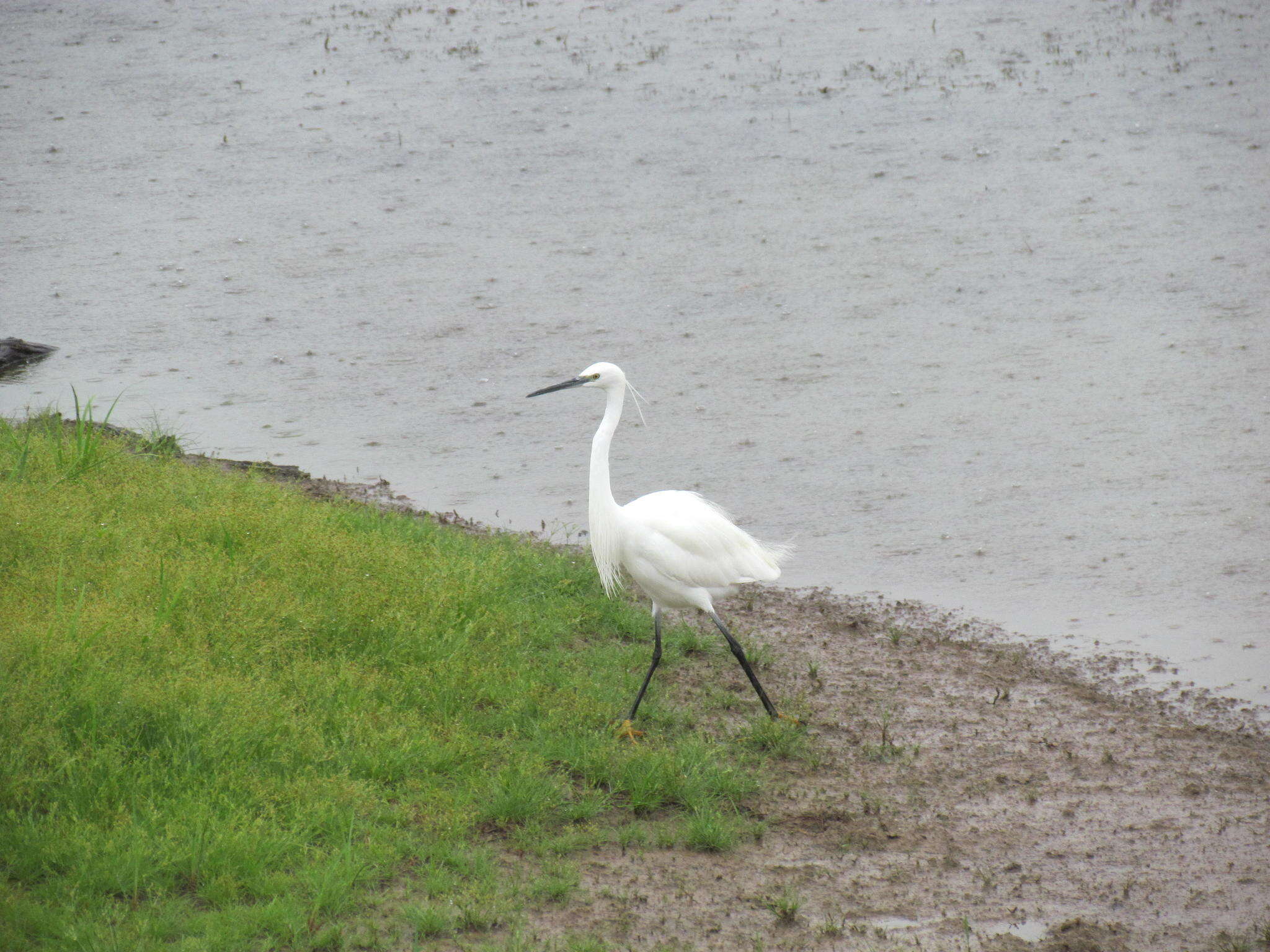 Sivun Egretta garzetta garzetta (Linnaeus 1766) kuva