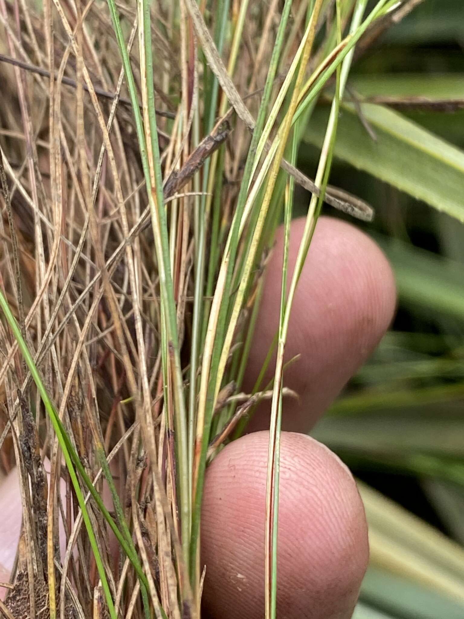 Ficinia angustifolia (Schrad.) C. B. Clarke的圖片