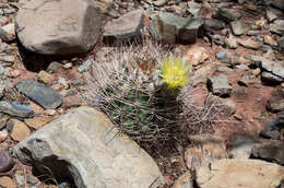 Image of Echinopsis lateritia Gürke