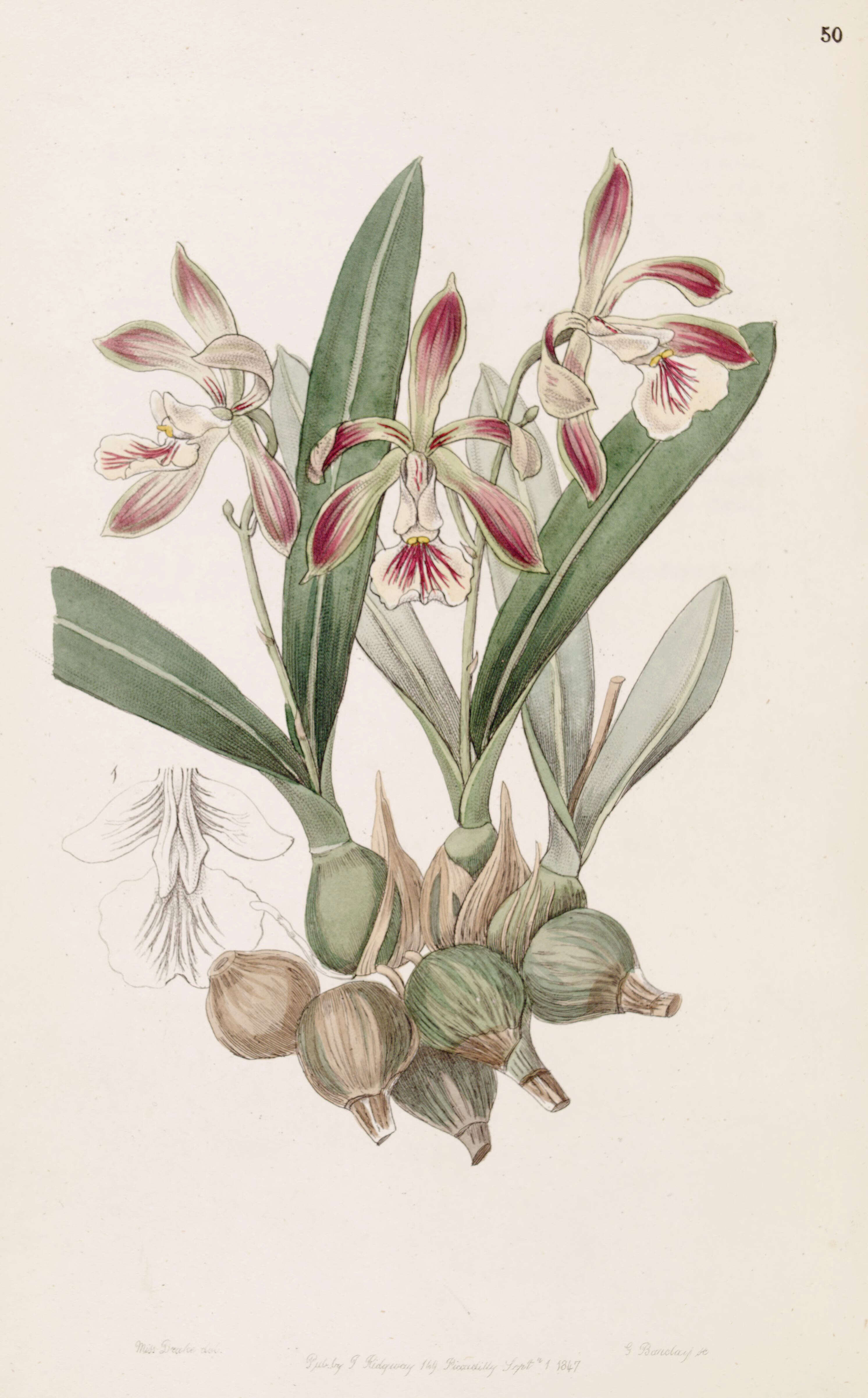 Image de Encyclia pyriformis (Lindl.) Schltr.