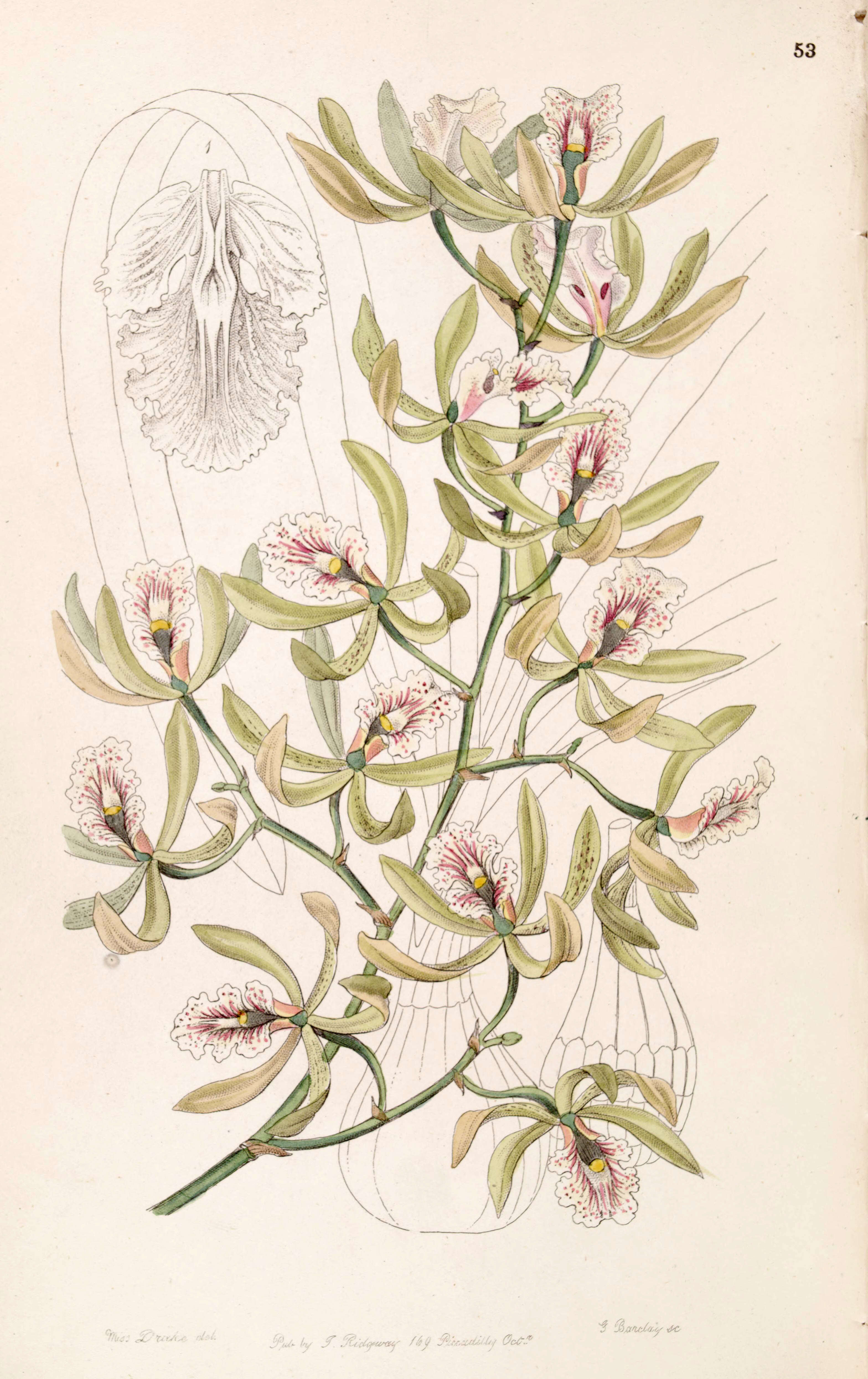 Image of Encyclia ambigua (Lindl.) Schltr.