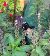 Image of Xylocopa sulcatipes Maa 1970