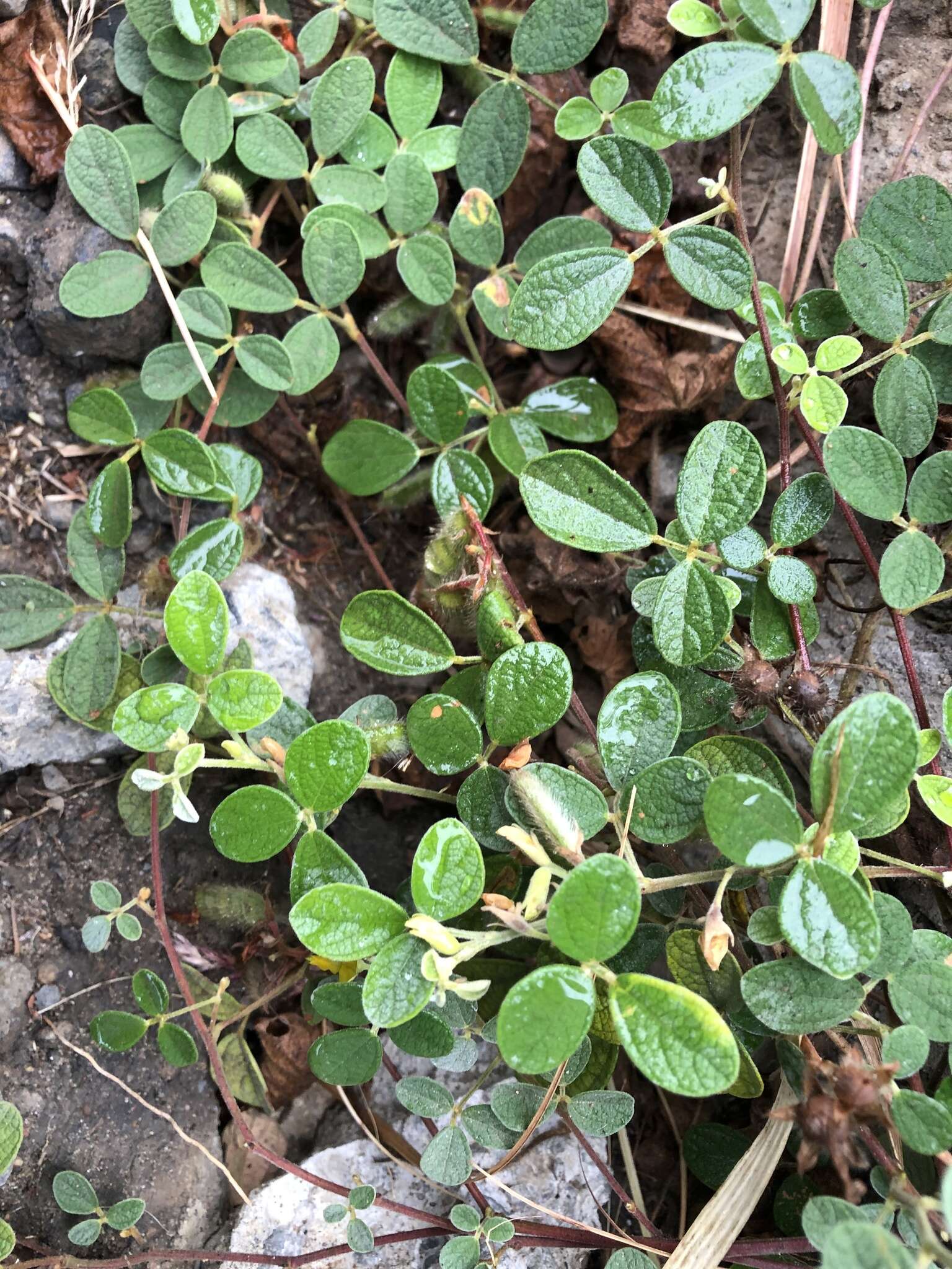 Image of showy pigeonpea