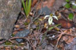 Image de Caladenia chlorostyla D. L. Jones, Molloy & M. A. Clem.