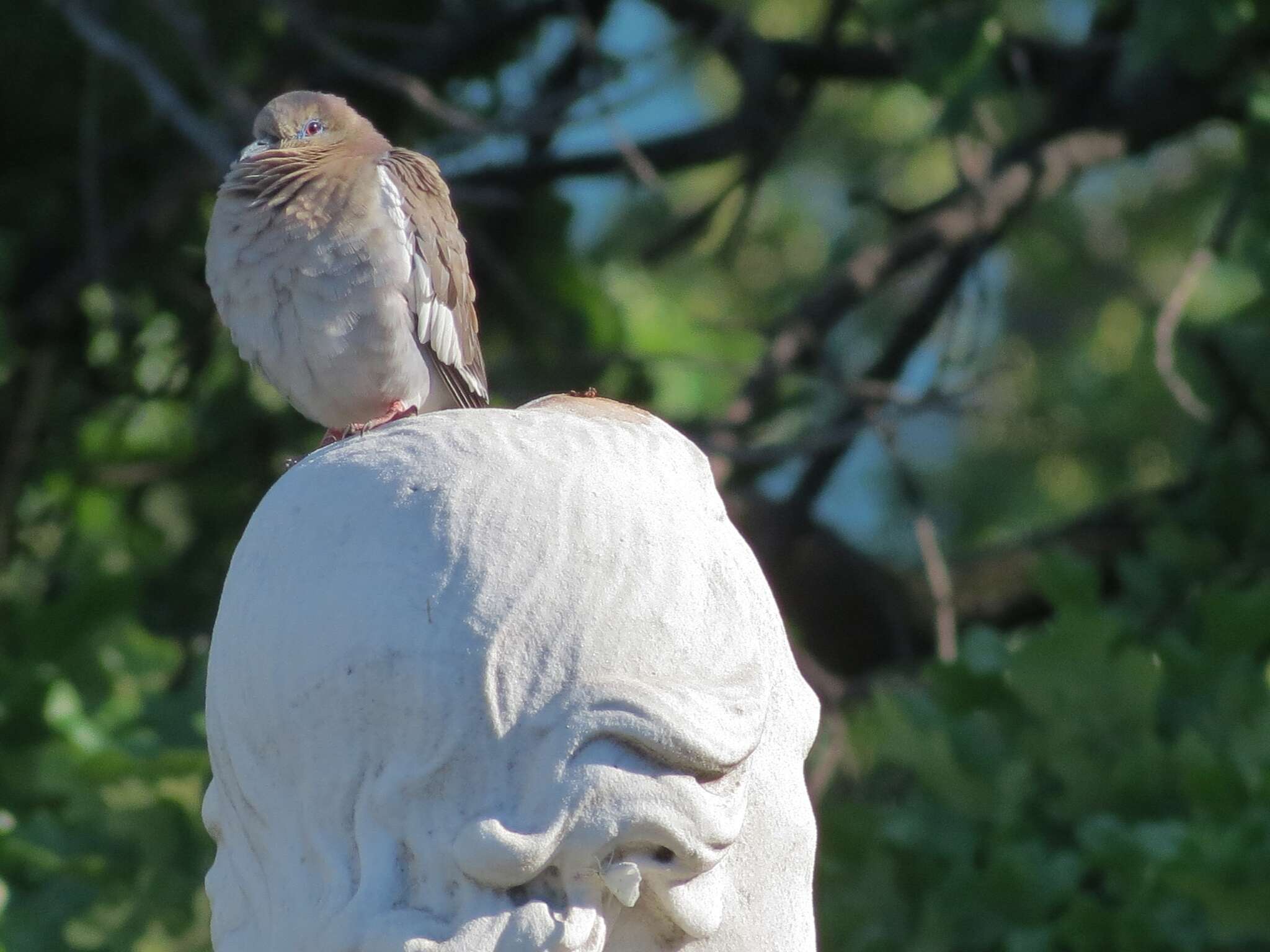 Image of White-winged Dove