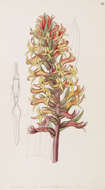 Image of Scarlet lady's tresses