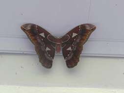 Image of Orizaba Silkmoth