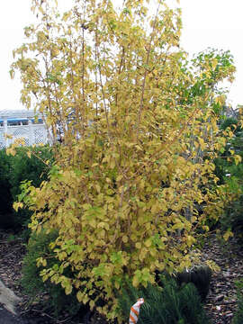 Image of bloodtwig dogwood