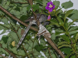 Image of Long-tailed Sibia