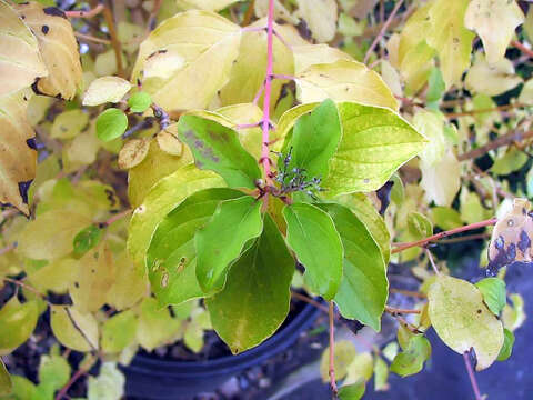 Image of bloodtwig dogwood