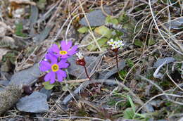 Primula borealis Duby resmi