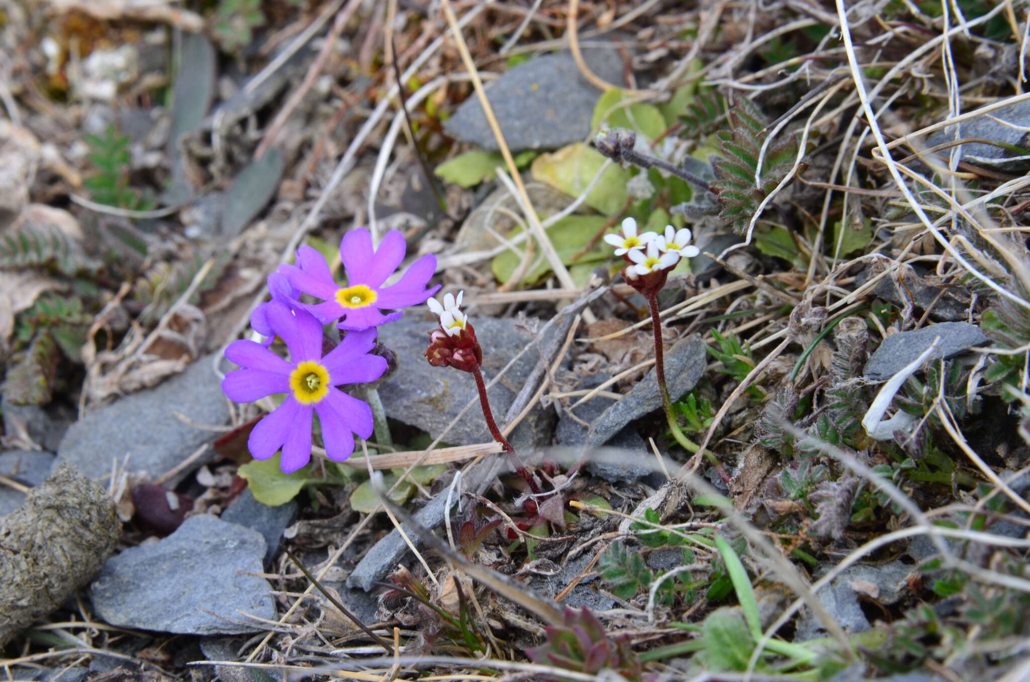 Primula borealis Duby resmi