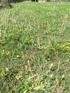 Image of spreading windmill grass