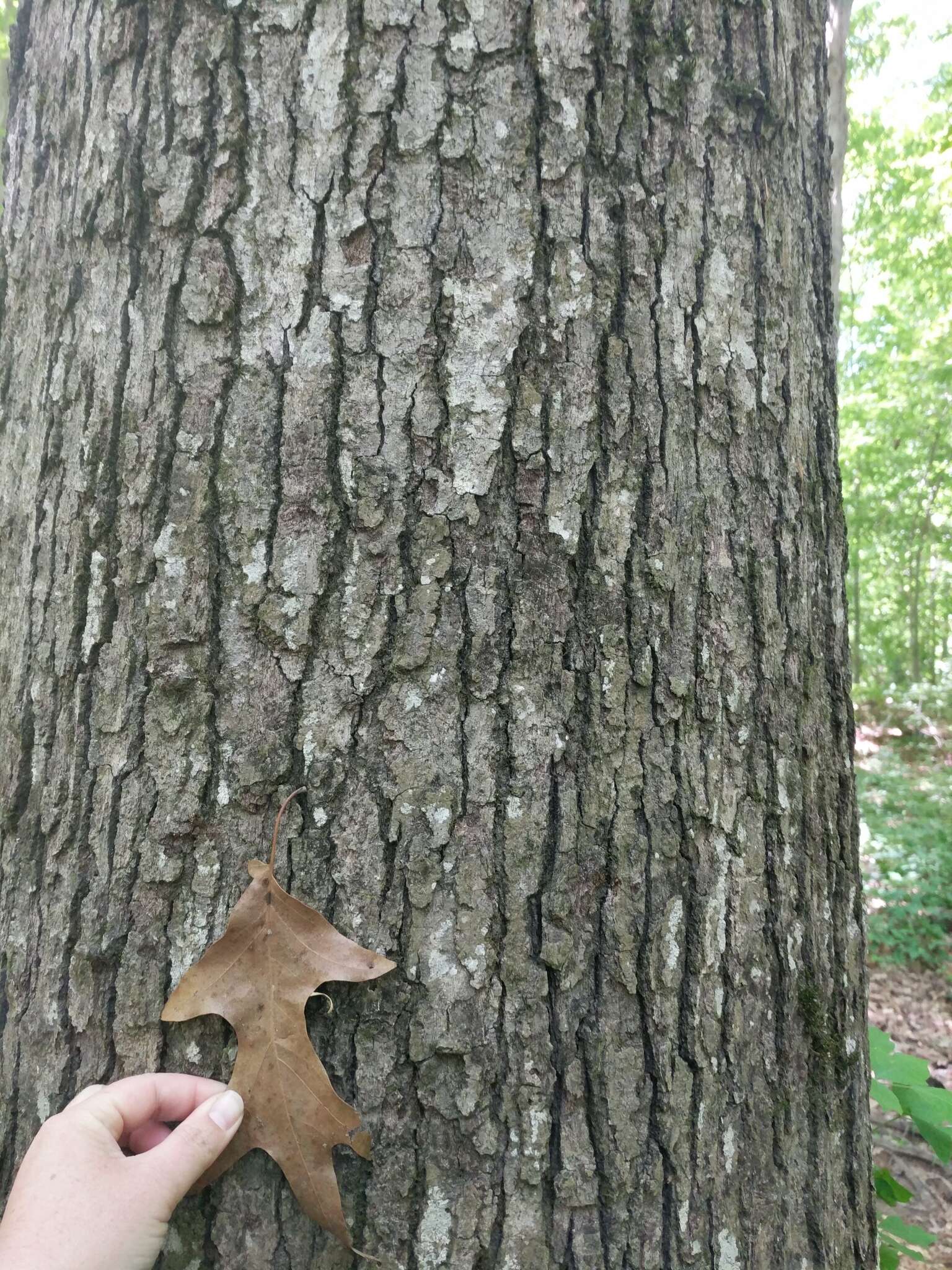 Image of Cherrybark Oak