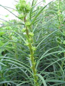 Image of swamp sunflower