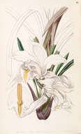 Image of Ivory-colored Cymbidium