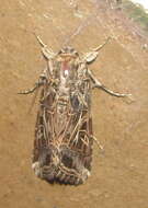 Image of Spodoptera littoralis Boisduval 1833