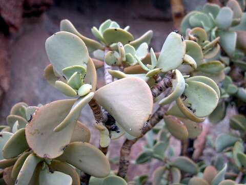 Image of Portulacaria armiana E. J. van Jaarsveld