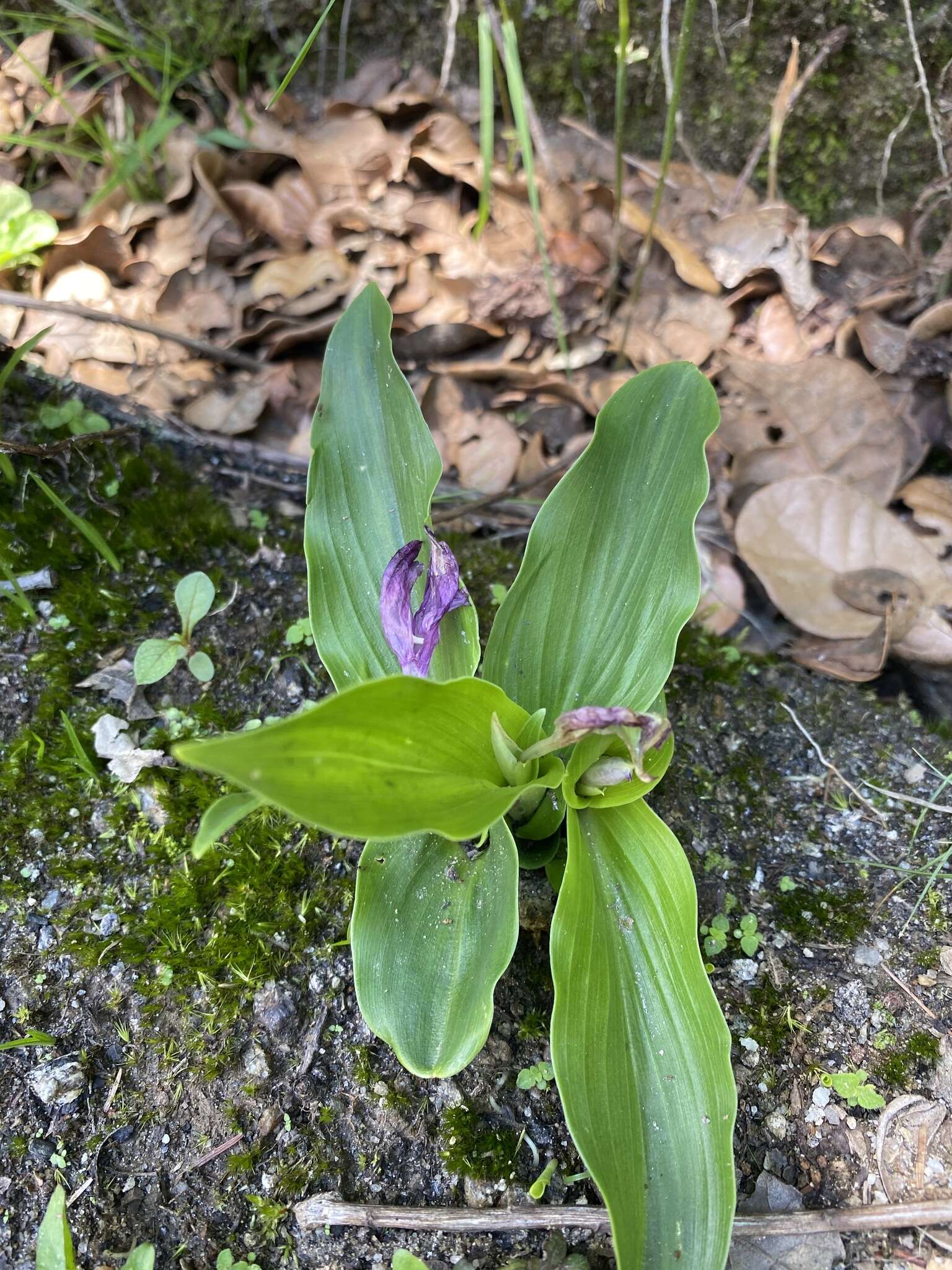 Image of Roscoea bhutanica Ngamr.