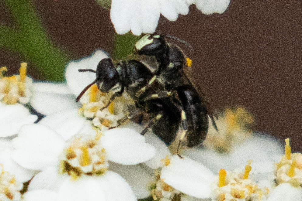 Image of Hylaeus annulatus (Linnaeus 1758)