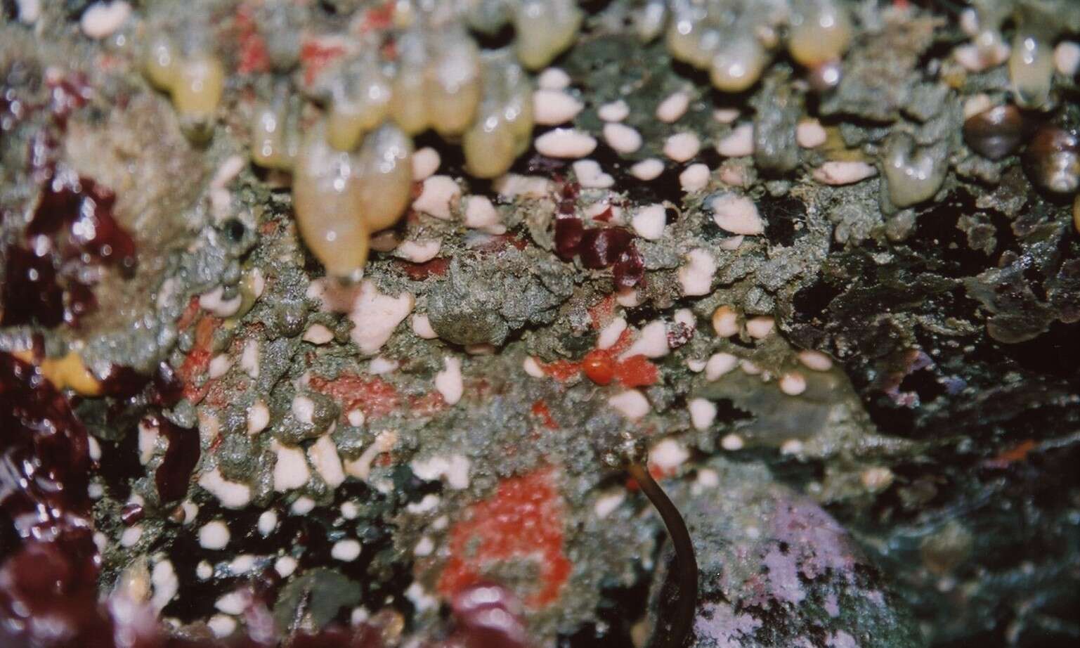 Image of white disc soft coral