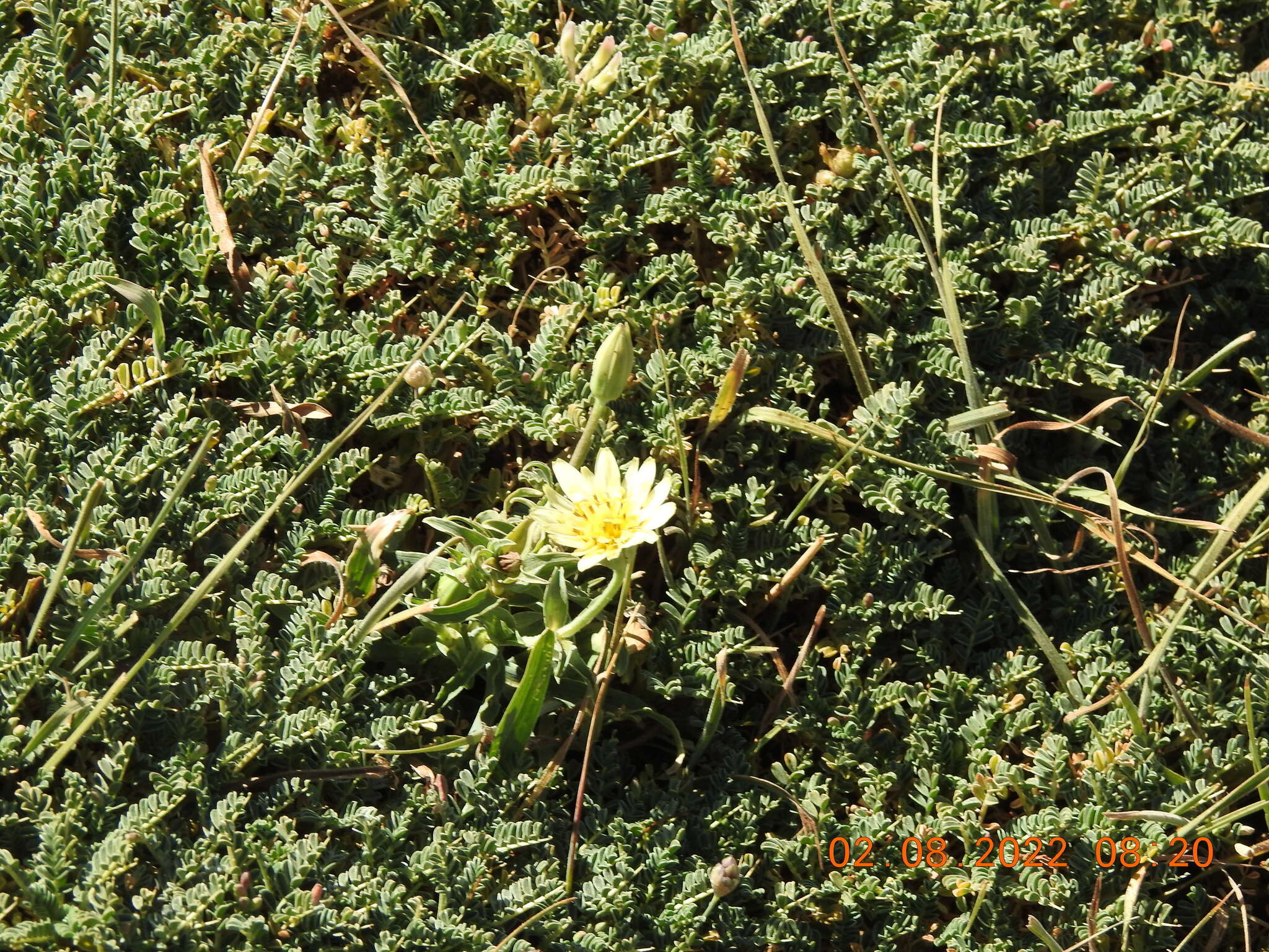 Plancia ëd Tragopogon buphthalmoides (DC.) Boiss.