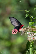 Atrophaneura horishanus (Matsumura 1910)的圖片