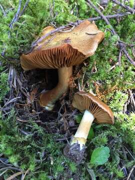 Image of Cortinarius parkeri Ammirati, M. T. Seidl & O. Ceska 2012