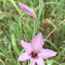 Plancia ëd Gladiolus brachyphyllus F. Bolus