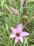 Imagem de Gladiolus brachyphyllus F. Bolus