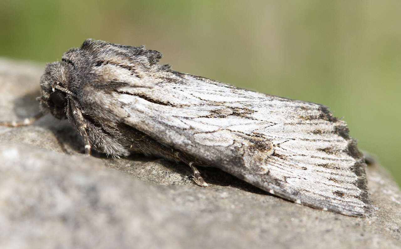 Image of feathered brindle