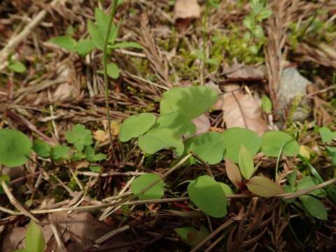 Image of creeping lettuce