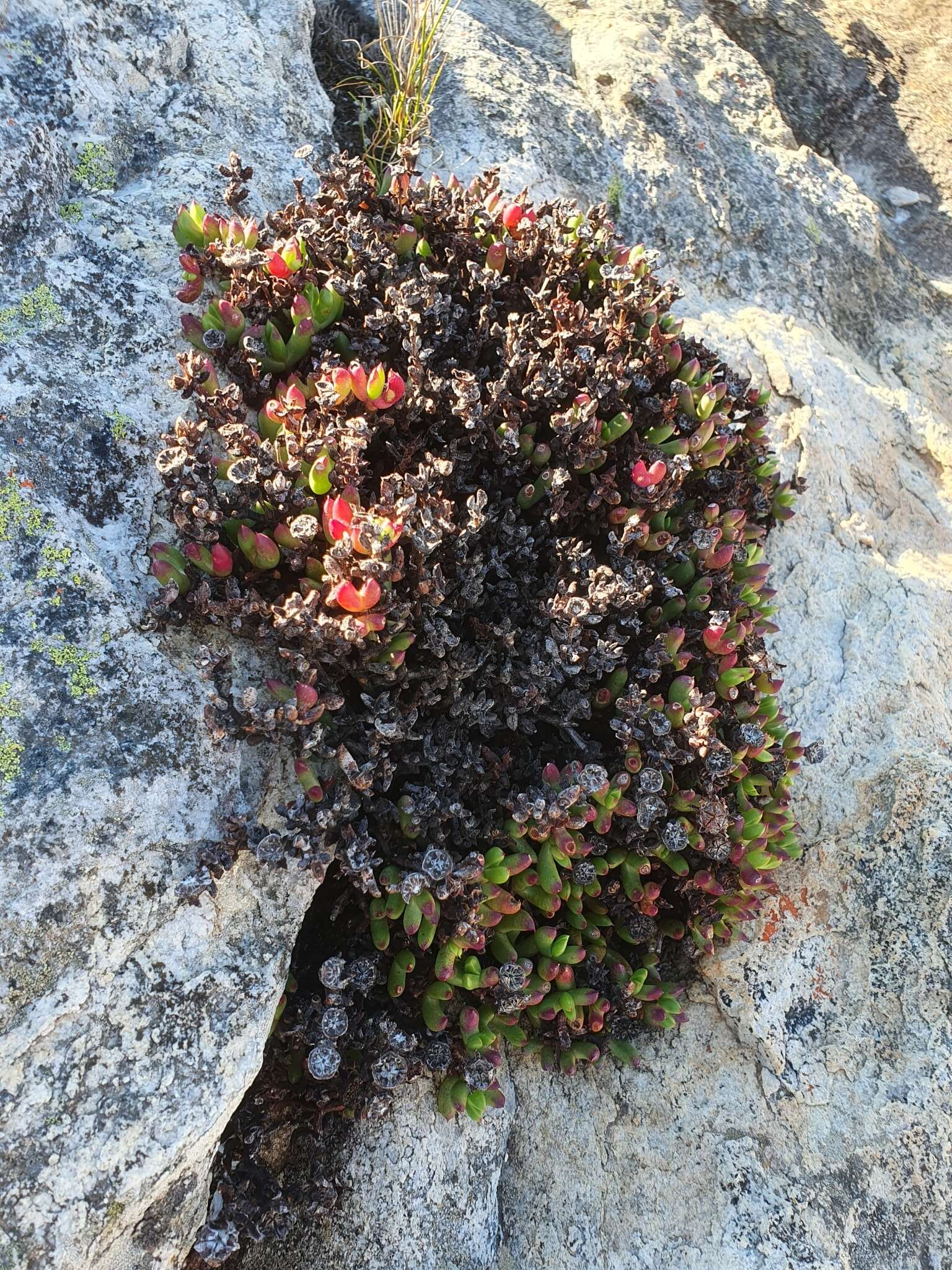 Image of Esterhuysenia drepanophylla (Schltr. & A. Berger) H. E. K. Hartm.