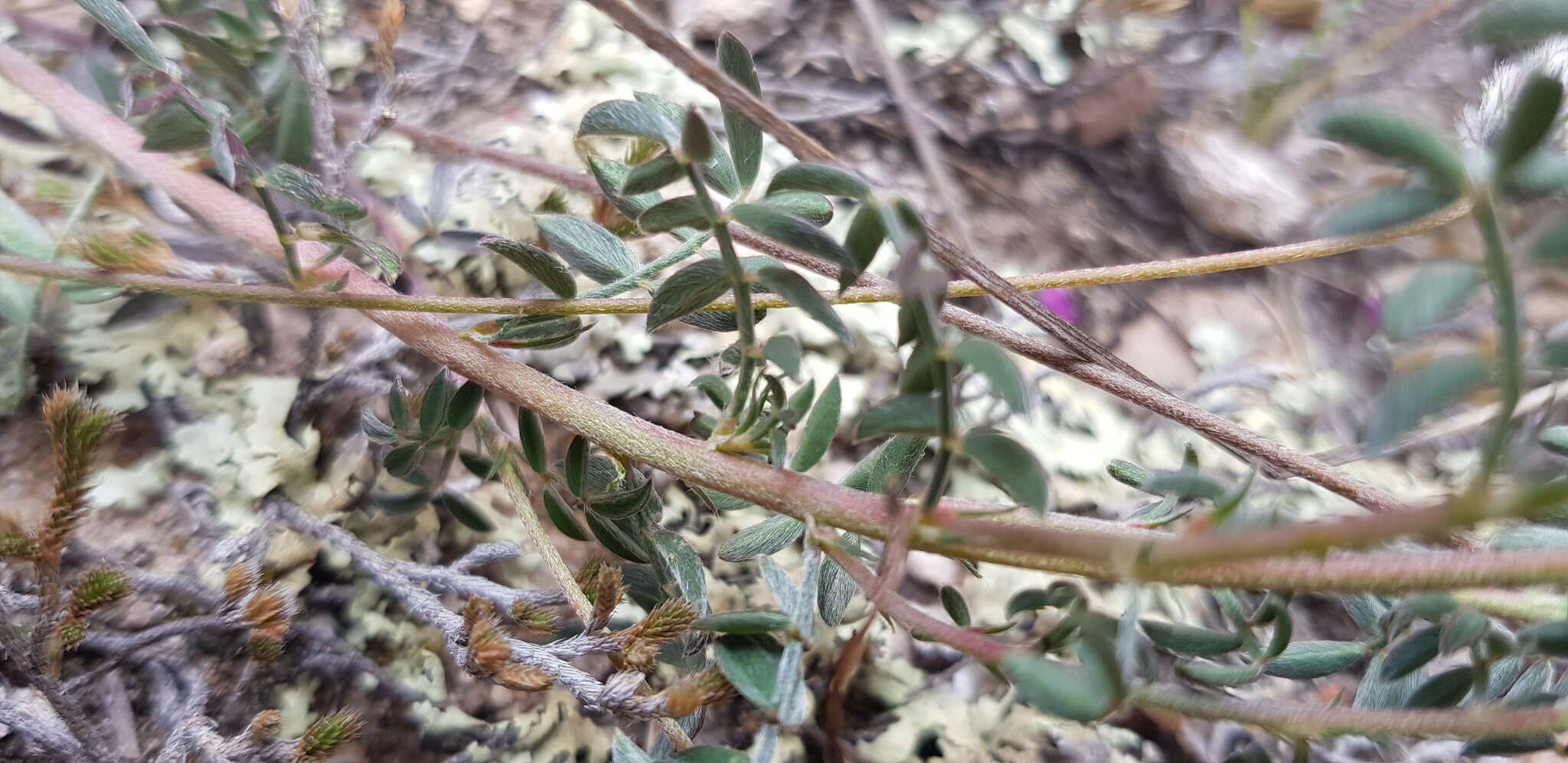 Image de Dalea sericea Lag.