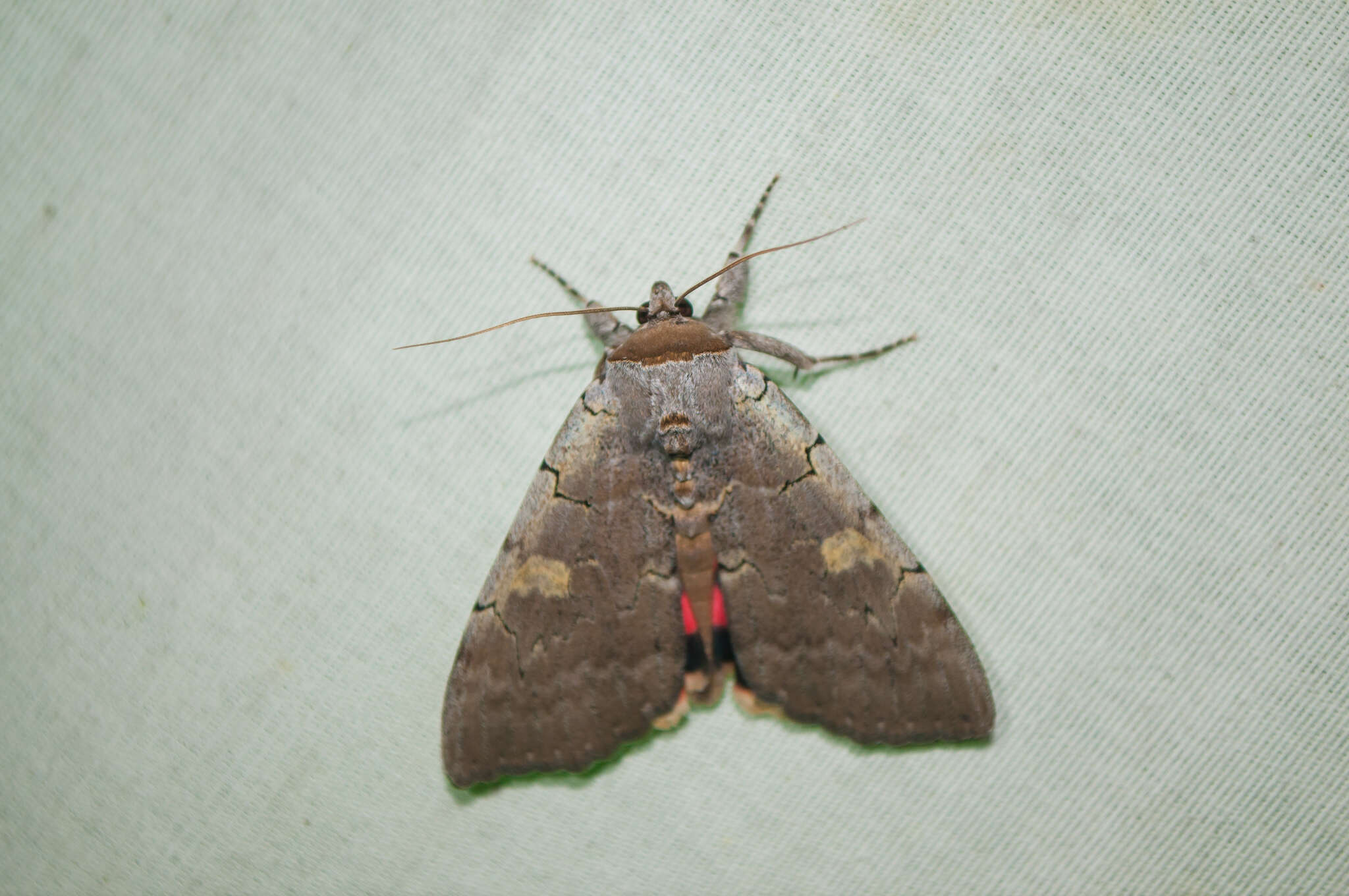 Image of Pink Underwing