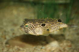 Image of Striped Burrfish