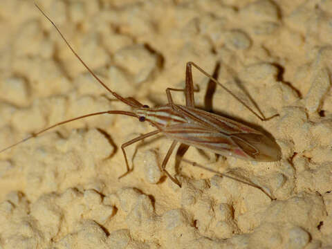 Image of Miridius quadrivirgatus (A. Costa 1853)