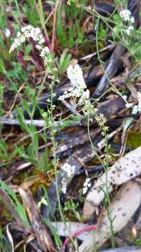 Image of Sesamoides purpurascens (L.) G. López González