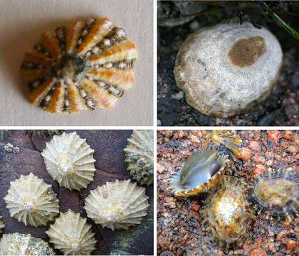 Image of tortoiseshell limpets