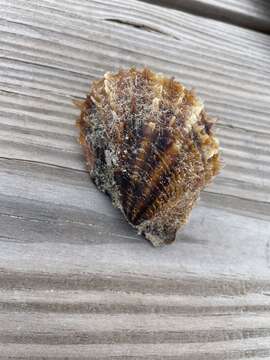 Image of Atlantic pearl-oyster