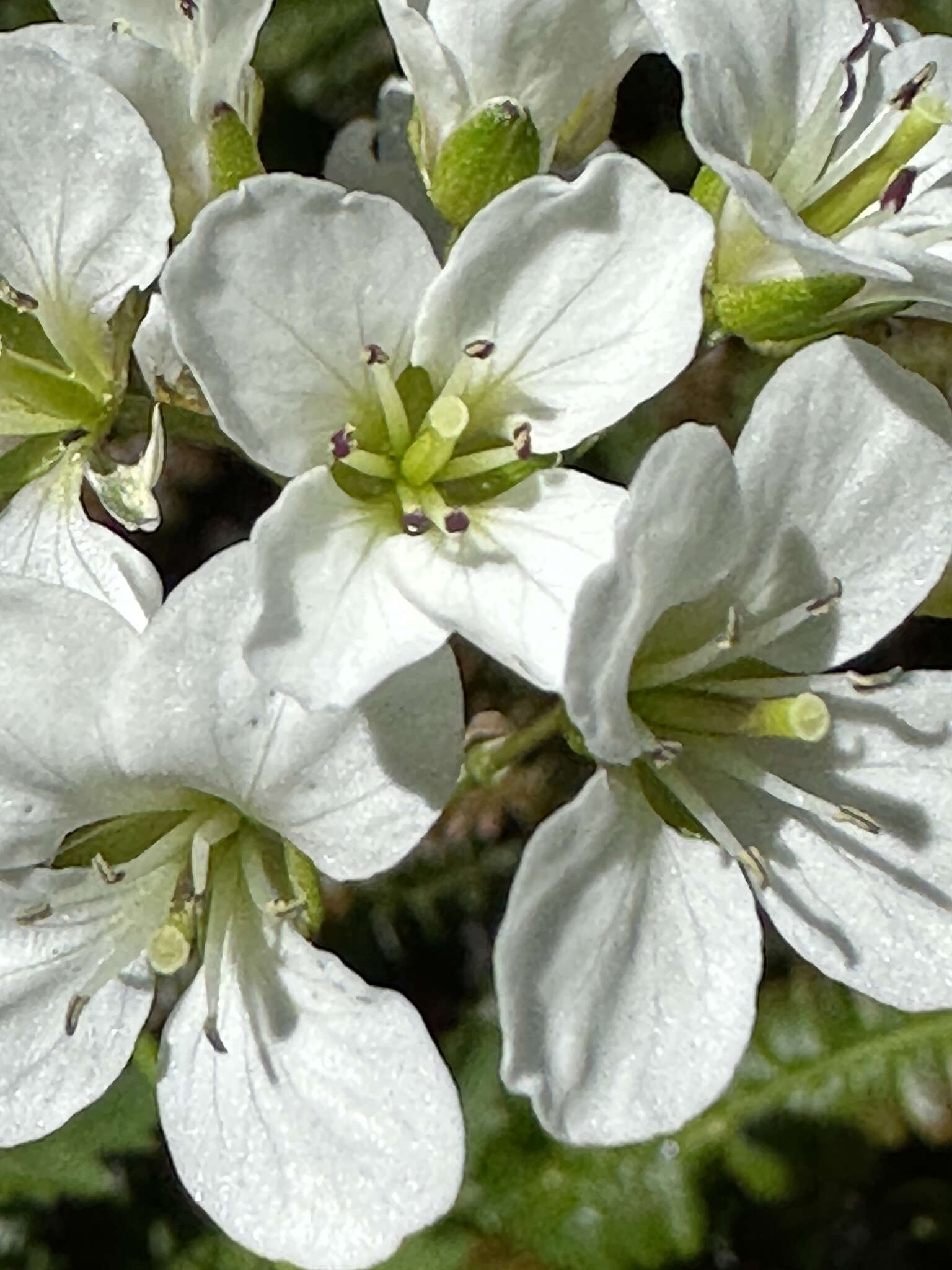 Imagem de Cardamine geraniifolia (Poir.) DC.