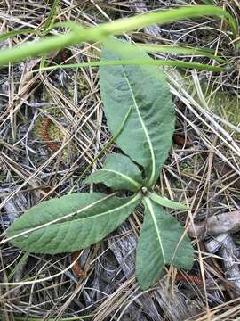 Image of stemless ironweed