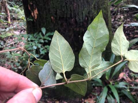 Image of Parsonsia velutina R. Br.